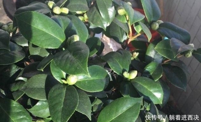 家里养杜鹃、山茶、栀子花，用点几毛钱的它，马上绿油油、花苞多