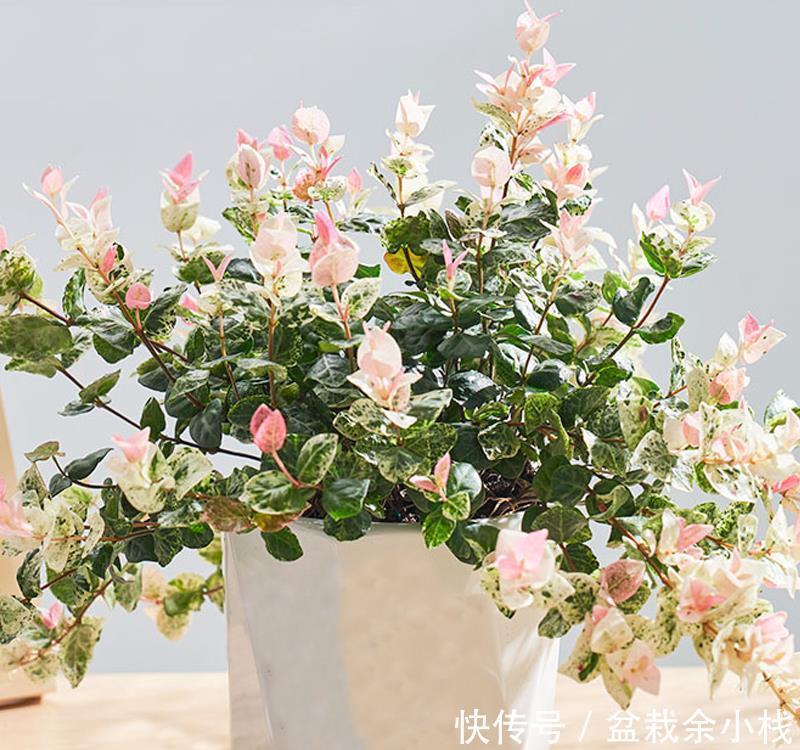 优雅灵动婉转清丽的花叶藤草,花叶络石这么养护,缤纷芳菲如彩蝶
