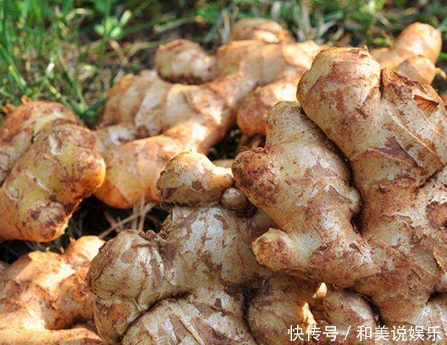 片生姜|婆婆每天早上含片生姜,坚持一周后,身体发生了这样的变化!