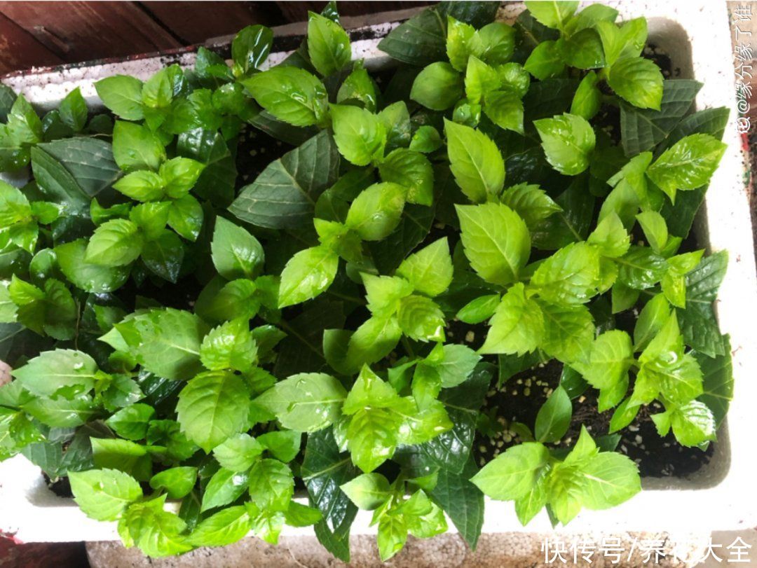 抗病、不招虫的天竺葵，屋里养一盆，开花一茬接一茬