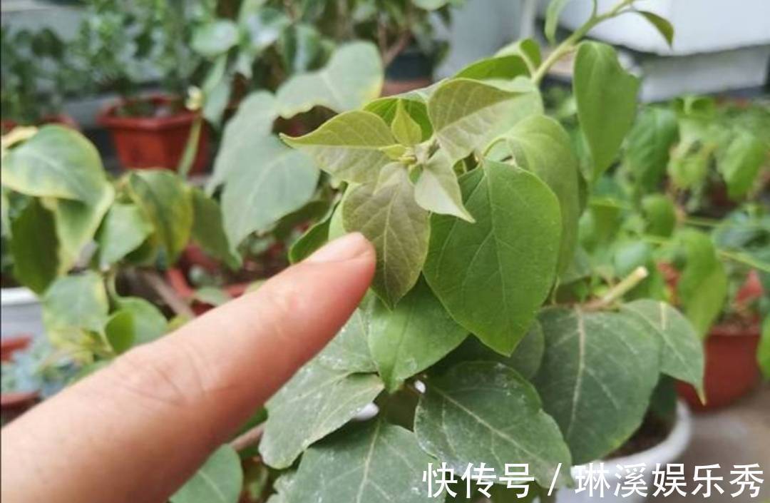 一段时间|天气转凉,入手5种花,养一段时间就能长满花苞