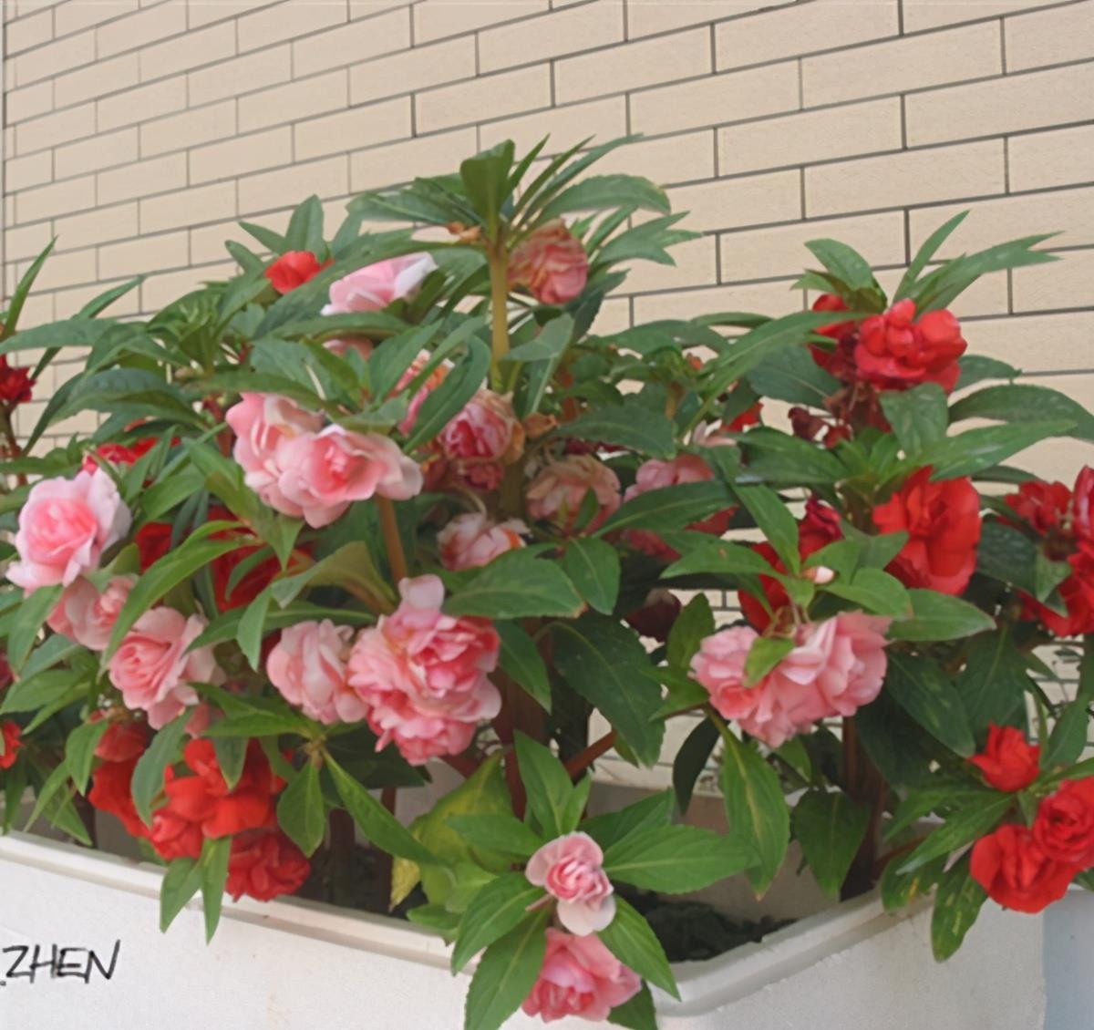 播种|7种“速生花”,现在丢土里,30天就长大,花香扑鼻真泼辣