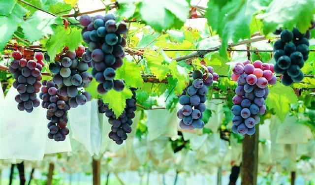 血脂|血脂高的人夏天不能吃葡萄？医生：想降脂的人，这3种水果可常吃