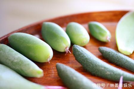 多肉|多肉到底多好扦插掉下来的叶片埋土里,自己又长一盆