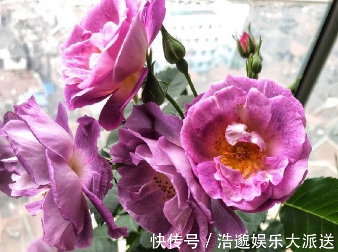 莱克夫人|新手养花,不如养盆花中精品“莱克夫人”,小家碧玉,清新之美