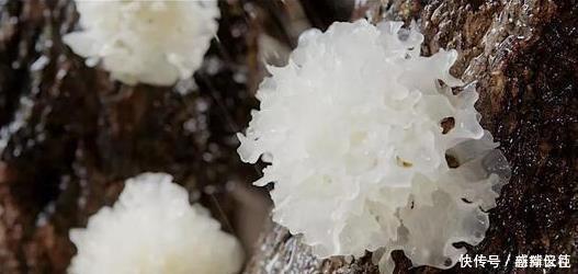 小智|吃不起“高档品”,可常吃这“4物”,脸上皱纹自然变淡