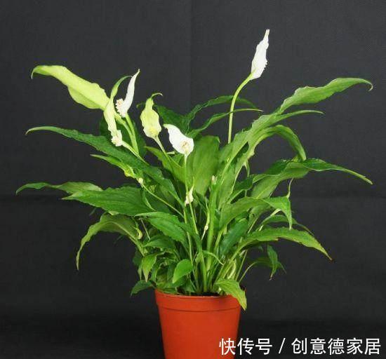 君子兰|养花不开花,原来是盆里缺了它,只加一点点,飞快开满花