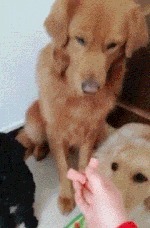 |搞笑GIF:花大价钱来看的表演 你们说我是不是被骗了