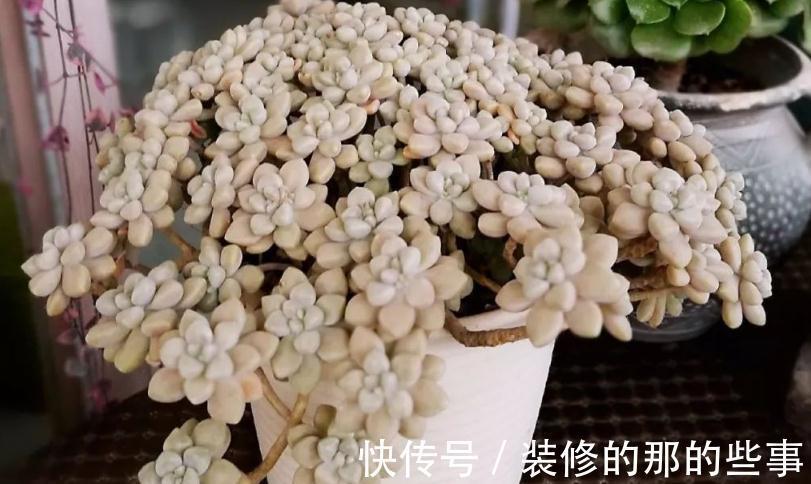 多肉姬|多肉姬秋丽易爆盆，有点烦，该怎么办？学会换盆土轻松搞定