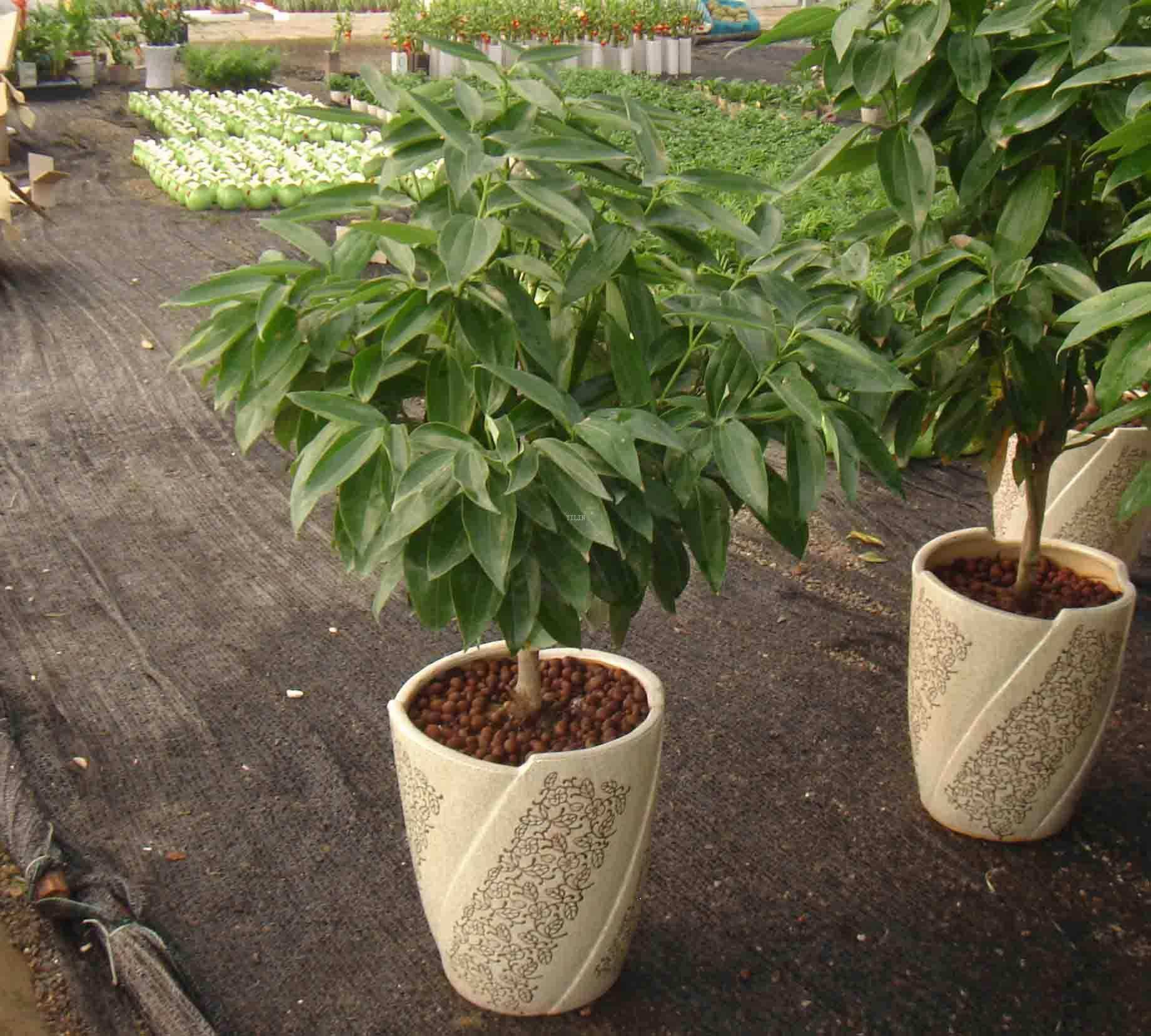 噌噌|这花就要穷养,花盆越小长得就越好,叶片油亮,噌噌蹿到一米高