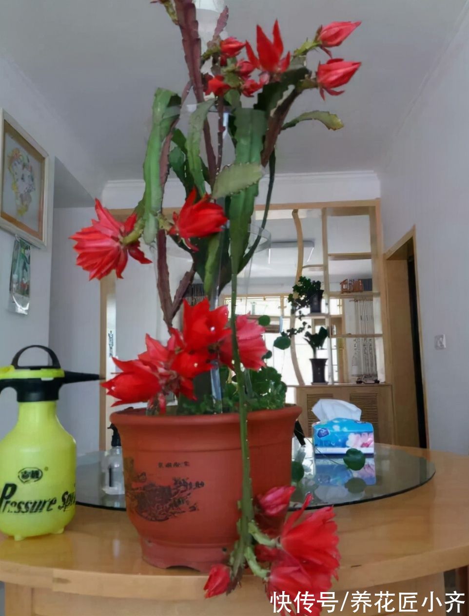 如果你是养花“杀手”，养盆仙人掌，可以嫁接5种花，开花美到爆