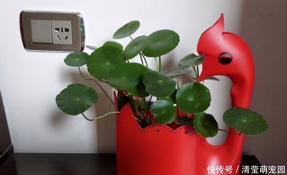 酒瓶|养花缺少花盆的话，多收集些它们“加工”就够了！