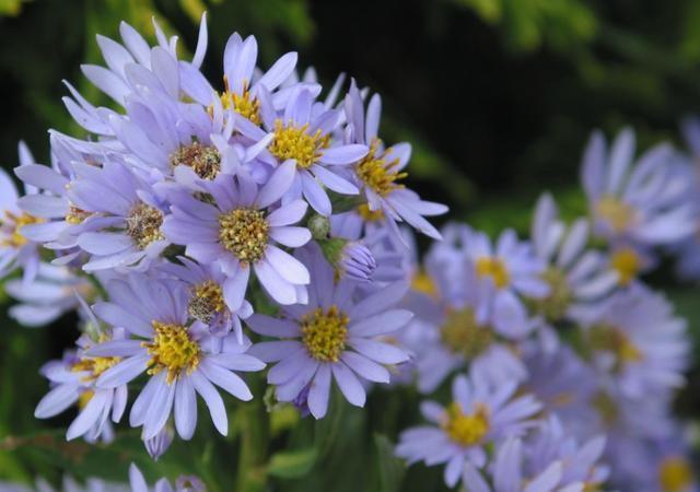 4种网红花,颜值超高的是爆盆能手,美不胜收