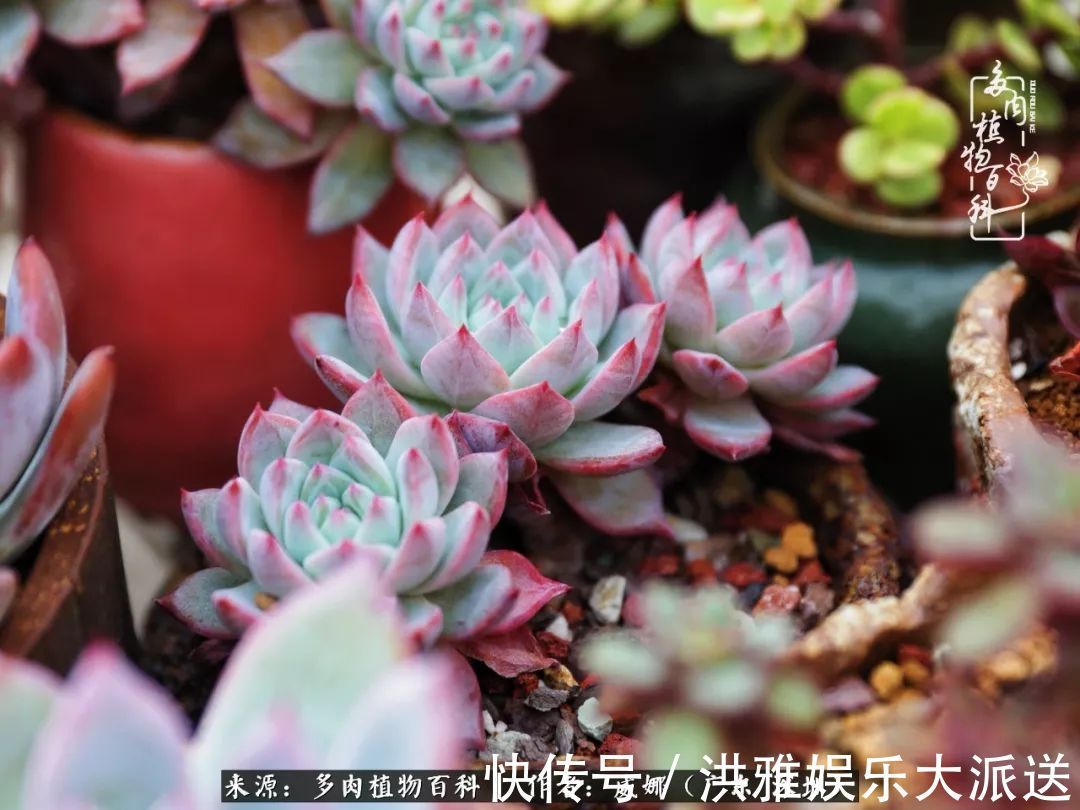 橙梦露|笼子里露养的多肉，越养越美！有多肉的日子伴着小确幸！