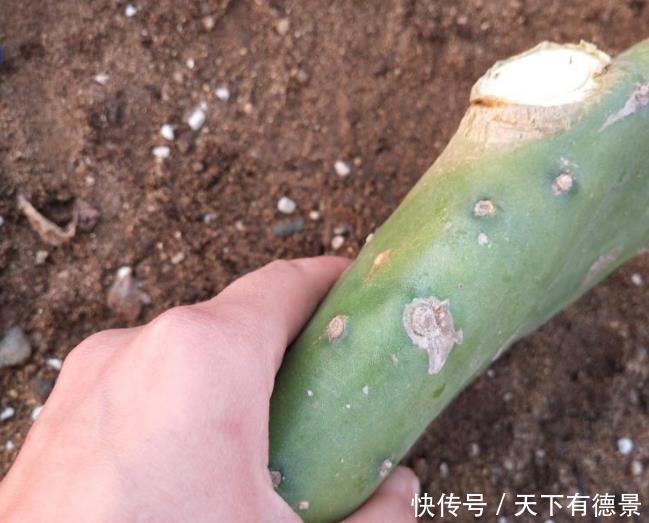 仙人掌如果掌握4个技巧,也能养成“仙人树”,方法很简单