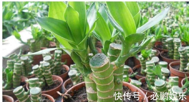 养花只需要以下5点,做到了你就是养花高手,养啥都爆盆