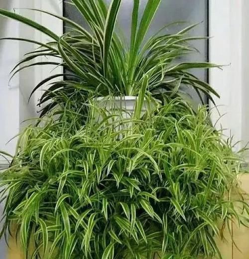 金边吊兰|聪明人都养4种花,净化空气,家里养一盆,招财又纳福