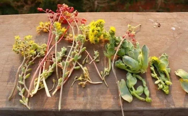 多肉长花箭被他剪断插土里,7天就生根!