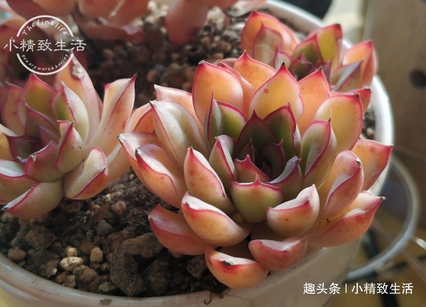 少犯这3错,浇水“反着来”,多肉才能健康生长,越养越胖