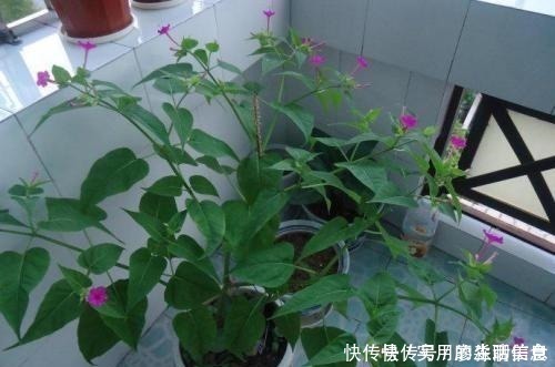 花盆|室内养花,有6个“禁忌”,犯1个也活不久,看你中了几个!