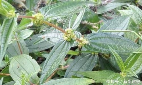 根茎|根茎酷似人参，人称“吸脓草”，拔脓效果极佳，炖汤喝身体棒