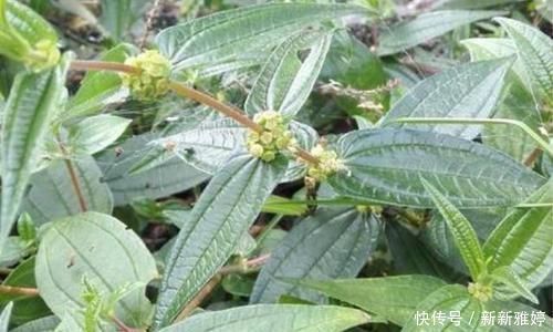 根茎|根茎酷似人参,人称“吸脓草”,拔脓效果极佳,炖汤喝身体棒