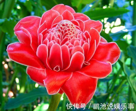 冬天就养此款植物，好养易打理，花色柔美，花朵烂漫迷人，美爆了