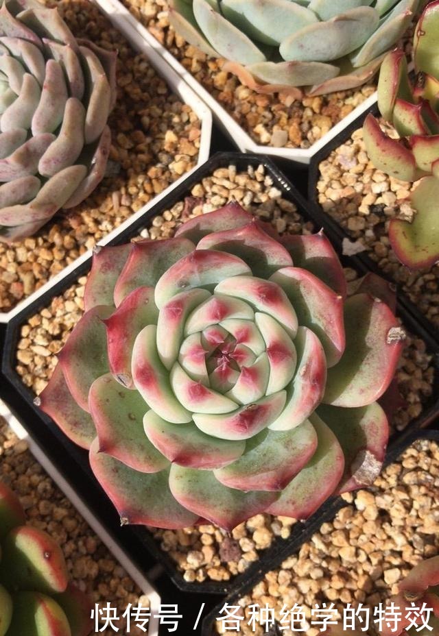 羞红|秋风轻吻,多肉,羞红了脸颊