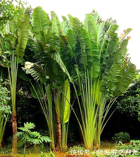 植物|这植物是沙漠中的给水站，人称“沙漠甘泉”，叶子似芭蕉扇很好看