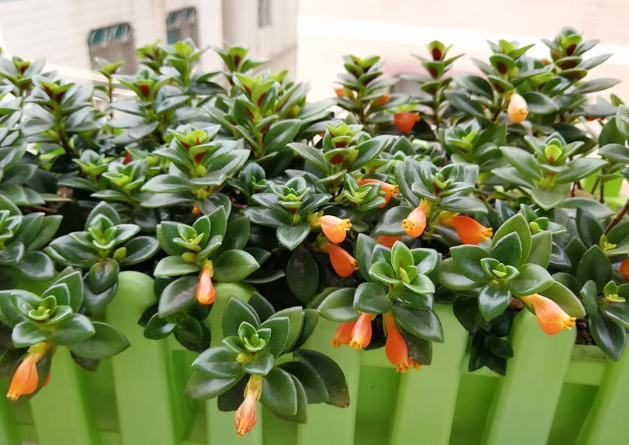 美极了|这款吊兰的花朵形似金鱼,风一吹,游来游去,美极了!