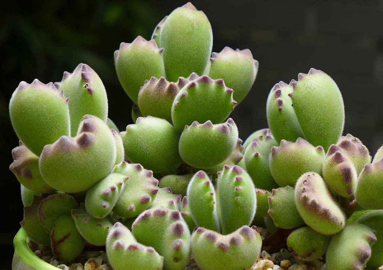 浇水|夏天养多肉，防晒并不是最重要的，做好这4件事就能少收空盆