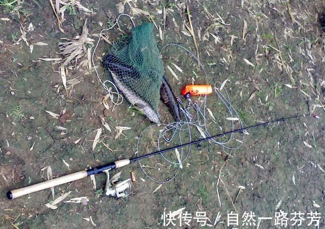 黑鱼泛滥成灾成群黑鱼聚集河湾产卵电鱼人不如我来来试试