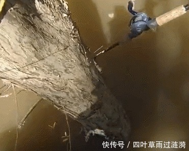 钓鱼|鱼很聪明,绕过大树,鱼竿只能跟着绕,看到鱼获让人激动