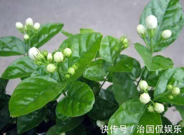 浇花|再好养的花,也不能这么浇水,正确方法要知道!