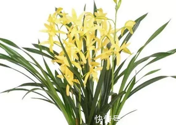 兰花养不好用点它,兰花即可快速复壮,叶壮花繁