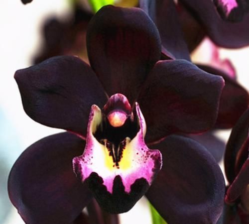 兰花|被抢购一空的兰花,绿杆紫花,花大奇香,叶片油亮,新手也能养