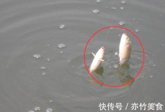 钓鱼|鱼窝有鱼却不咬钩30年老钓友教你个绝招,让你提竿到手软