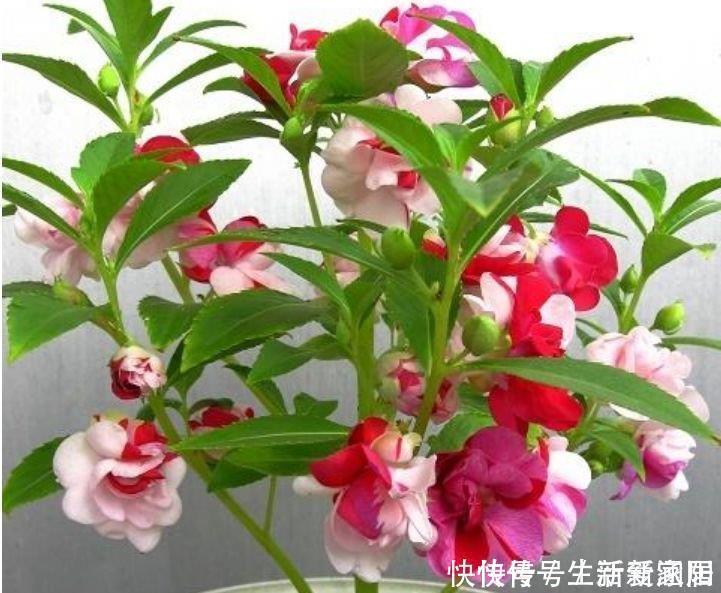 最适合新手养的5种花,沾土就能活,花量大不操心,越养越喜欢
