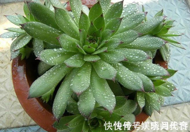 叶片|养多肉选择这四种,容易出状态,还好养,价格低到不想买