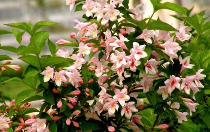 “4种花”漂亮又好养,一年四季开花不断,养护简单又漂亮!