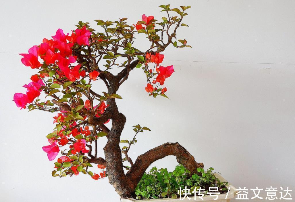 盆栽|家庭养三角梅,不达到这4个条件,盆栽很难四季开花