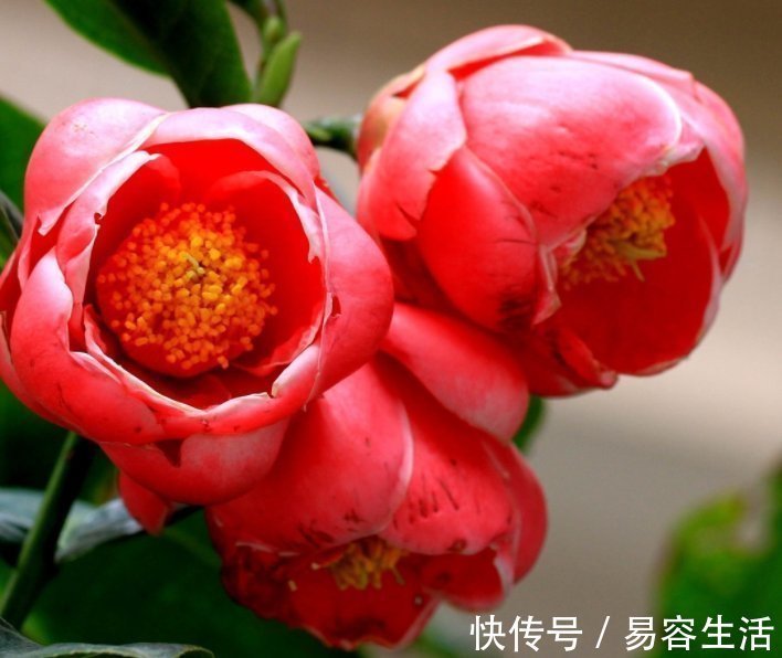 4种花“花期超长”，随便养一种，赏花赏一年，你养了吗