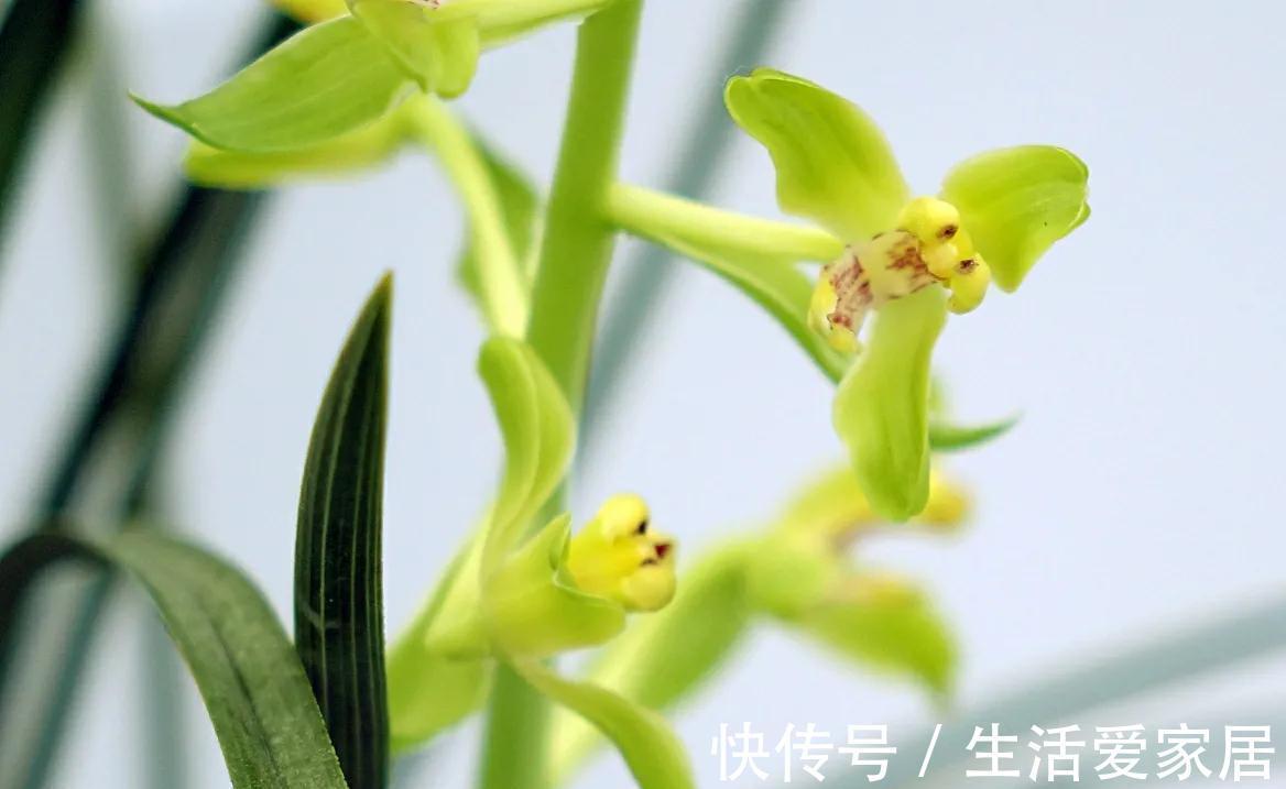 兰花叶子卷曲?主要和2点有关,做好后叶肥开花香