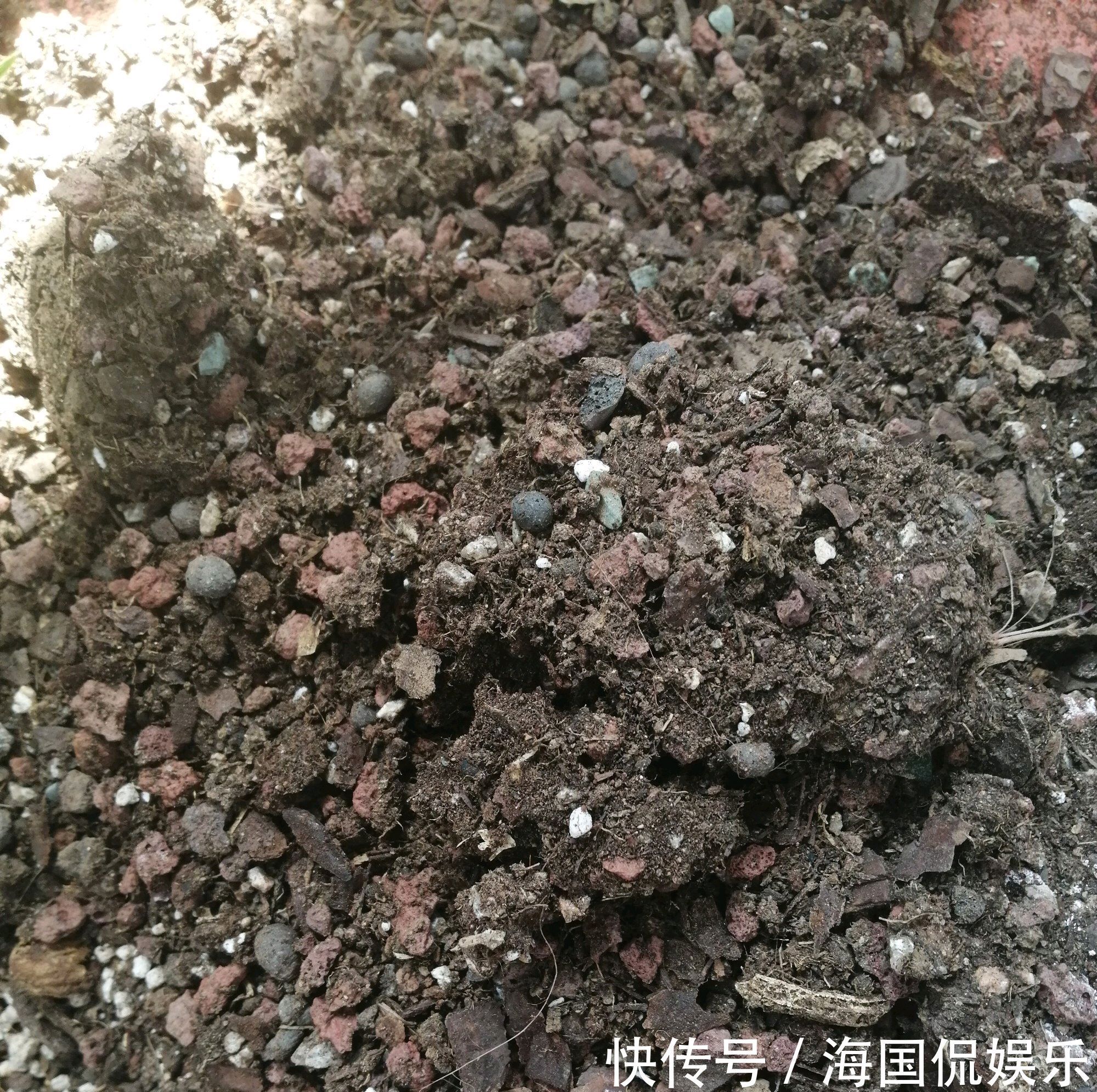 秋老虎|秋老虎天气你会给兰花浇水吗一不小心兰花就空根，半截水是祸端