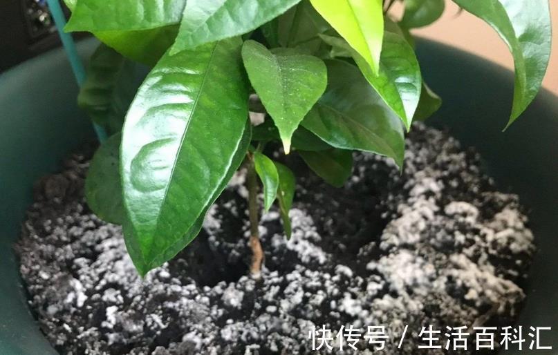 多菌灵|养花出现霉菌的原因以及处理方法