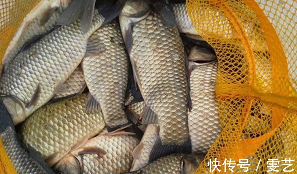 民间野钓大鲫鱼的4种方法,窝中鱼越钓越多,正适合仲春使用!