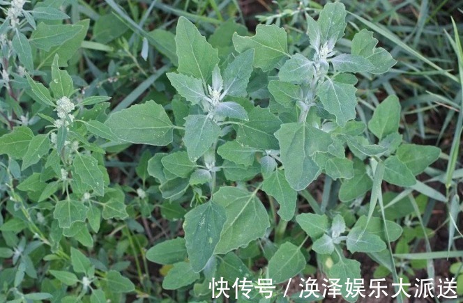 野菜|农村见到4种“野菜”，摘回家做菜吃，营养不输苹果香蕉