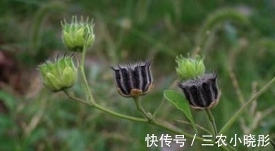 清热利湿|农村生长的一种野草,城里很少见,能入药治病,能清热利湿
