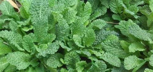 胡萝卜素|女性到了中年,推荐三种食物,清热排毒,健胃消食,早吃早受益