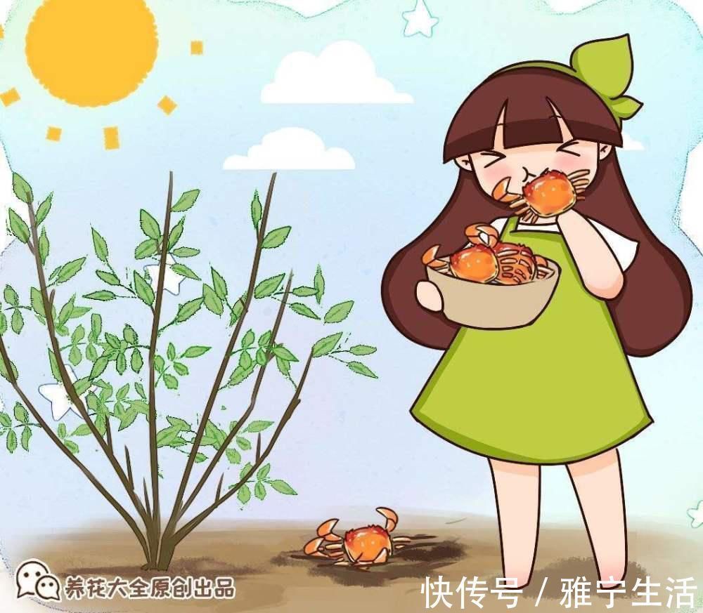 高手|你了解养花肥料吗?肥料知识大全,学会你就是养花高手!